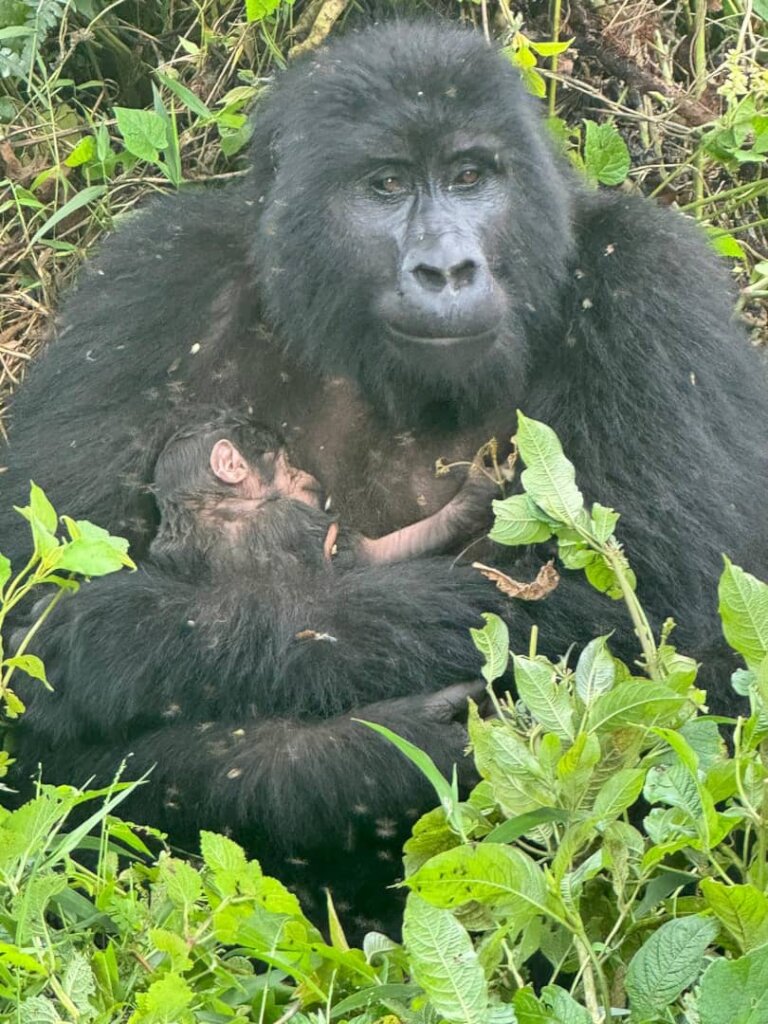 Adult female Migogo with her newborn baby