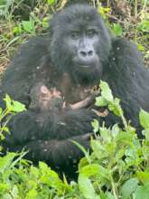 Adult female Migogo with her newborn baby