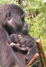 Adult Female Furaha with her baby