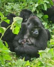 Adult female Kabagyenyi with her baby