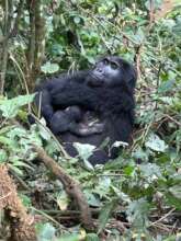 Adult female Munini with her baby