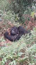 Adult Female Siato with her baby