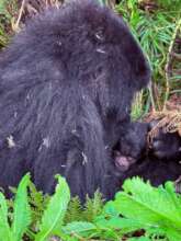 Adult Female Tulambule With her Baby