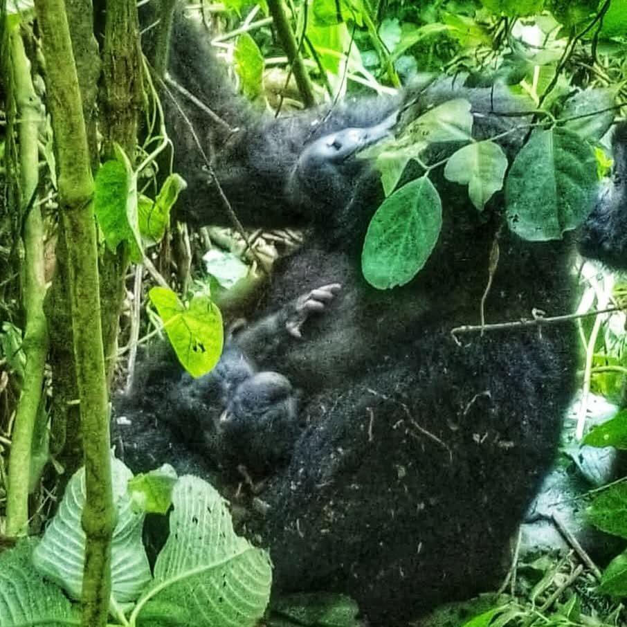 Adult Female Bashekura with her baby