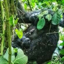 Adult Female Bashekura with her baby