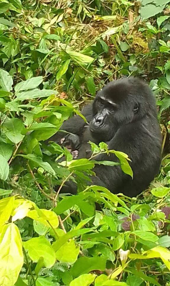Adult Female Kwitonda with her Baby