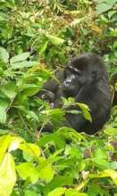 Adult Female Kwitonda with her Baby