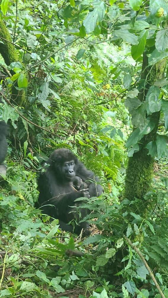 Adult Female Mucecuru with her newborn baby