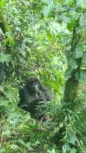 Adult Female Mucecuru with her newborn baby