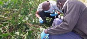 CTPH Team collecting gorilla fecal samples
