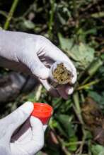 Gorilla fecal sample collection