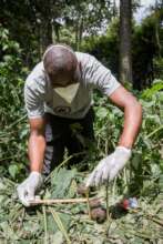 Gorilla fecal sample collection by our team