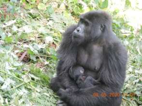 Adult female from Muyambi gorilla group in Bwindi