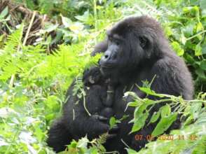 Adult female Kabagenyi from Bwindi with her baby