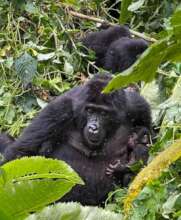 Adult Female Bizulu with her Baby