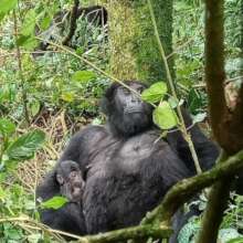 Adult Female Birungi with her baby