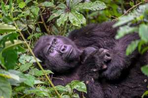 Adult female Kiiza with her baby