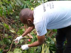 Annaclet collecting gorilla fecal  samples