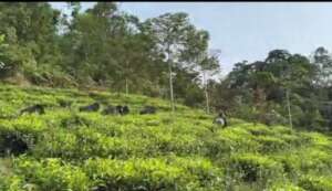 Gorillas in a tea plantation