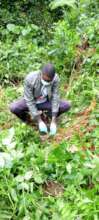 Laurence collecting gorilla fecal samples