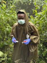 Laurence collecting gorilla fecal samples