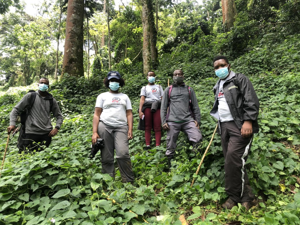 CTPH team checking on Mubare Gorilla group