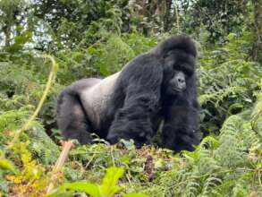 Silverback Mugisha