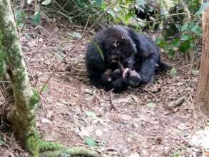 Adult female Betina with her baby