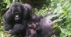 Mukiza group-Photo by Uganda Wildlife Authority