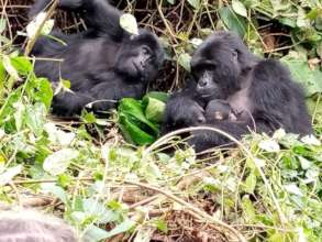 New  baby in Bitukura gorilla group_May 2021