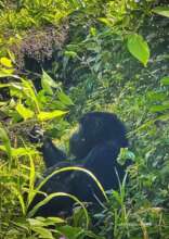 Nyabwoba's baby from Christmas gorilla group