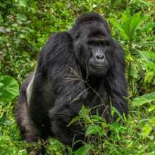Rafiki. Photo by Uganda Wildlife Authority