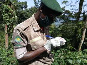 Gorilla fecal sample collection in Mubare group