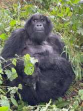 Silverback Rukumu