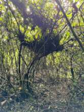 Rushegura family nests up in a tree