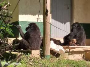 Rushegura Gorilla Group foraging in Community land