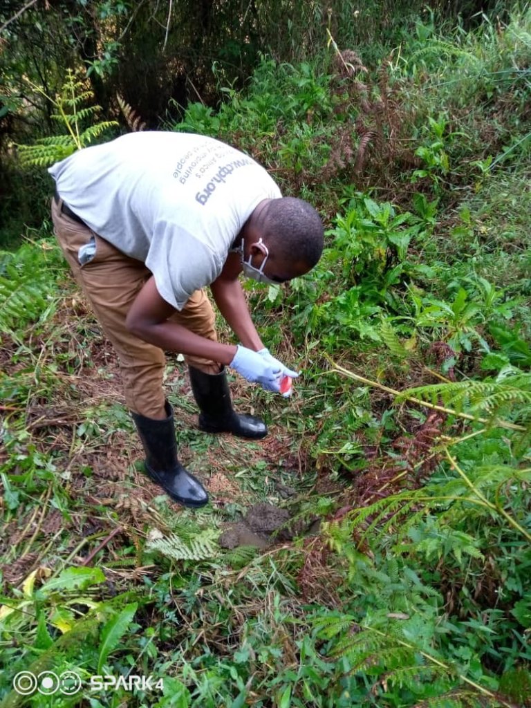Annaclet collecting gorilla fecal samples