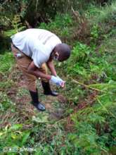 Annaclet collecting gorilla fecal samples