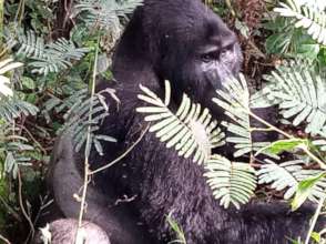 Maraya Dominant silverback of Mubare