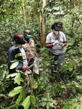 Dr Gladys Kalema-Zikusoka monitoring gorillas