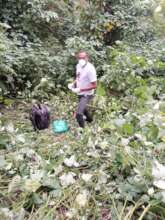 Annaclet collecting gorilla fecal samples