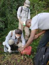 CTPH team collecting gorilla faecal samples