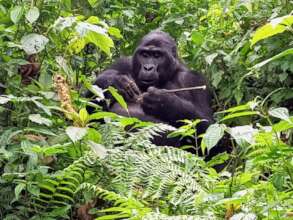 Nyampundu, a mountain gorilla in Bwindi