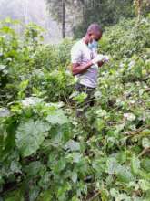 Annaclet Ampeire collecting gorilla samples 2