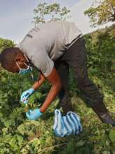 Annaclet Ampeire collecting gorilla samples