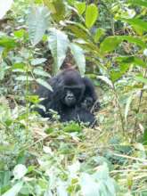 Adult Female Kibande with her baby