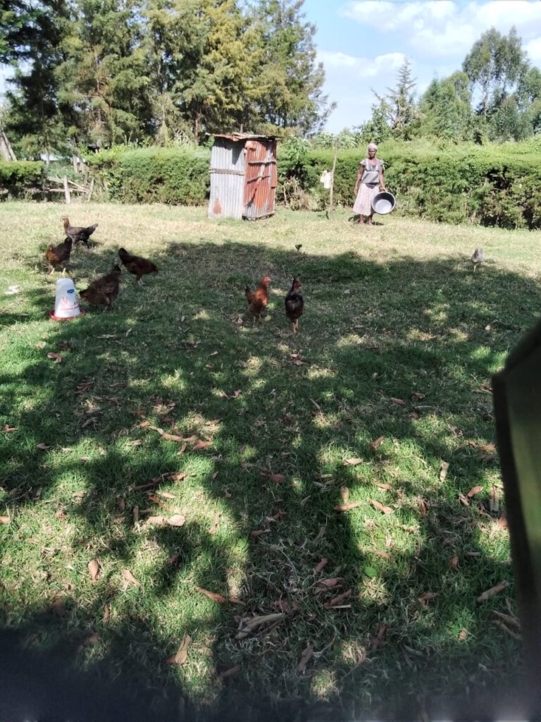 Empower 220 women in Kenya with $20 for 2 chicken