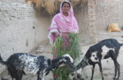 Donate goat for educate 30 rural girls in Pakistan