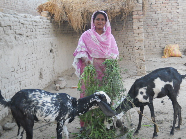 Donate goat for educate 30 rural girls in Pakistan