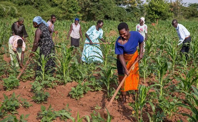Farm equipment for rural Ugandan tribe
